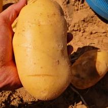 陇薯7号土豆纯沙地沙土地通货2两以上可全国