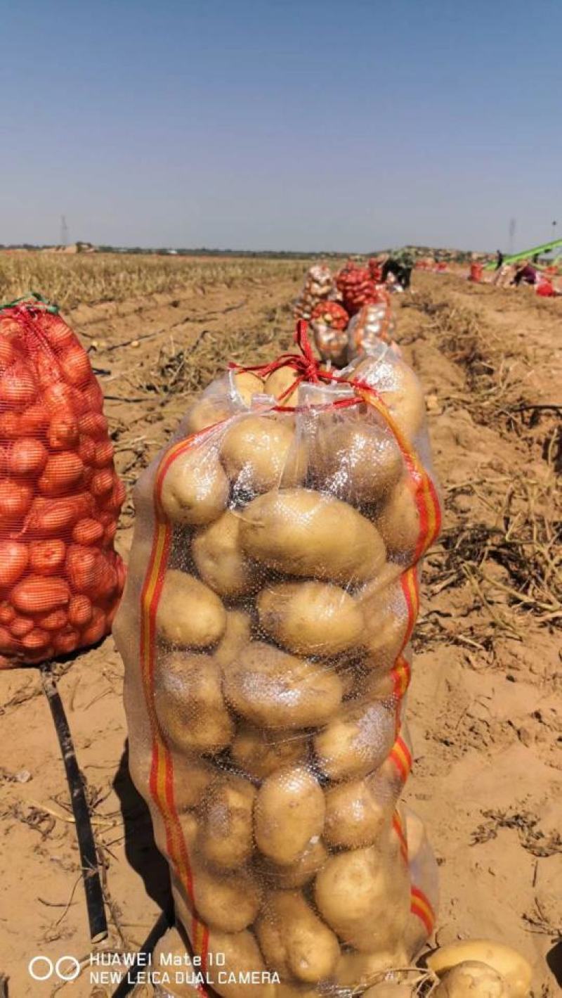 陇薯7号土豆纯沙地沙土地通货2两以上可代发全国