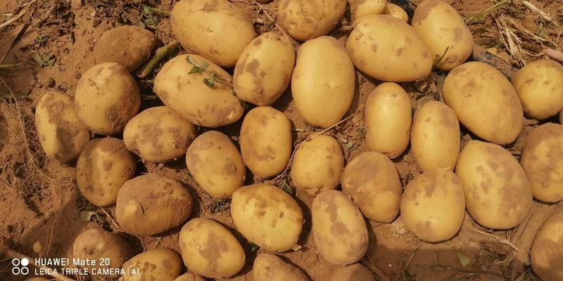 陇薯7号土豆纯沙地沙土地通货2两以上可代发全国