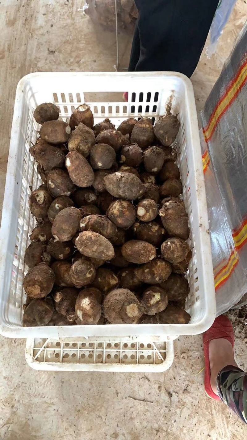 山东芋头8520产地直销，大球，中球通货全货物流发货