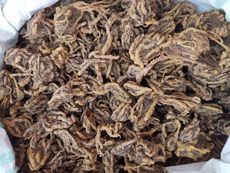 黄连片黄连个鸡爪黄连重庆黄水货产地一手货源可供大货