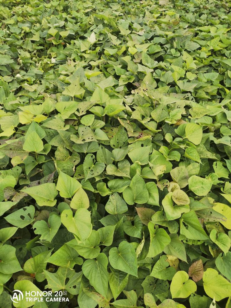 西瓜红薯，老北京红薯
