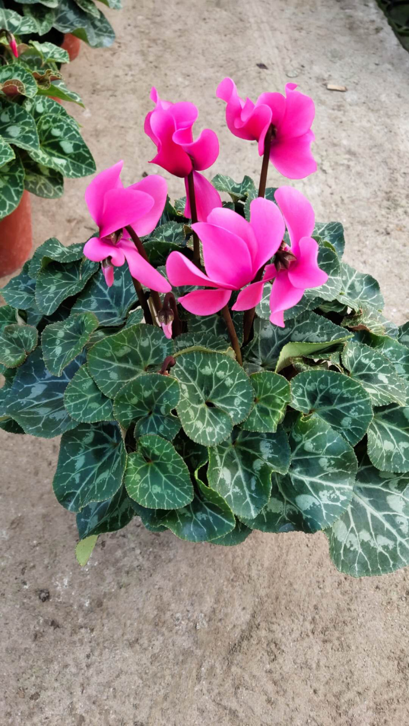 一代中花仙客来，A级货