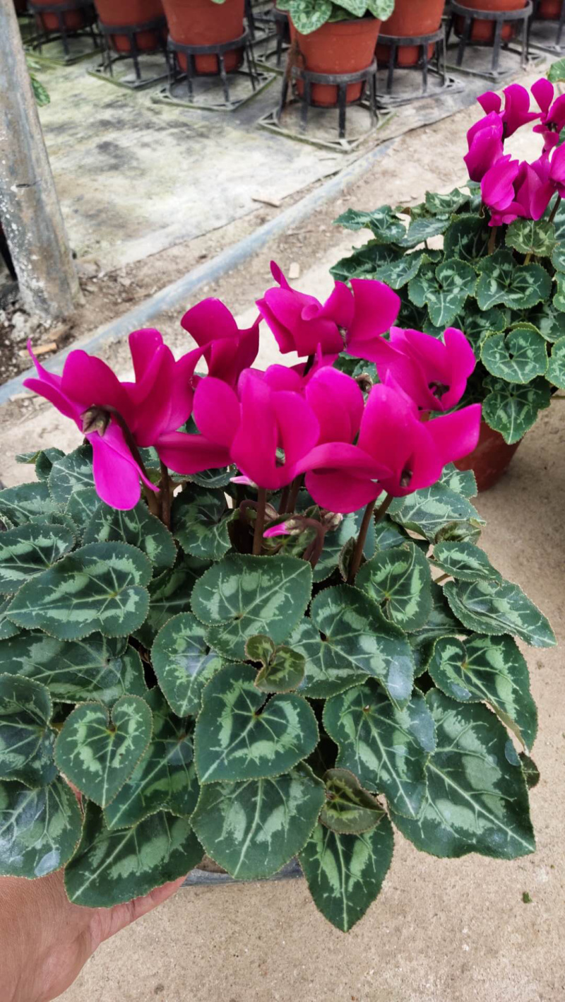 一代中花仙客来，A级货