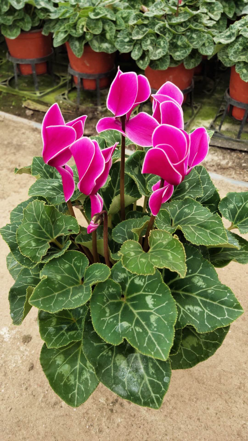一代中花仙客来，A级货