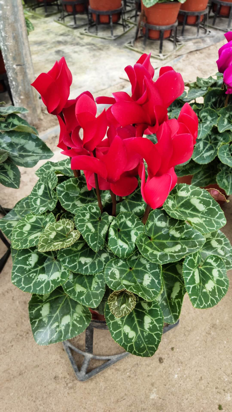 一代中花仙客来，A级货