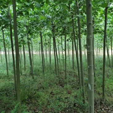 法桐苗法桐树苗梧桐树梧桐树法桐小苗法桐工程