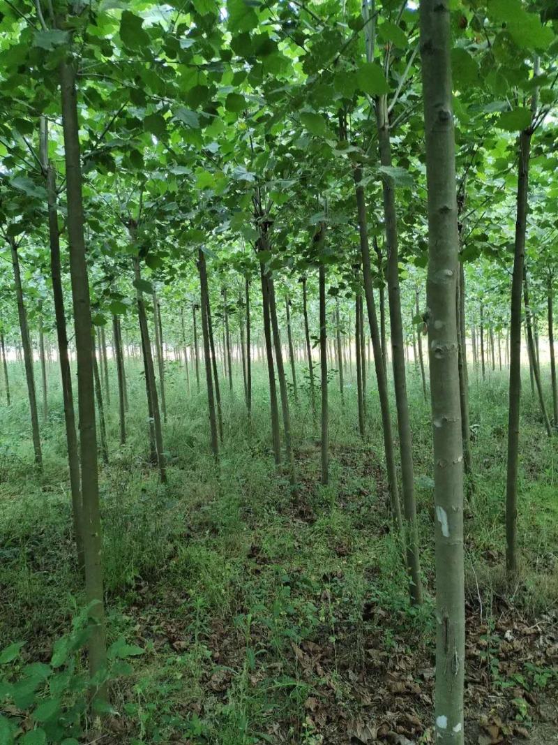 法桐苗法桐树苗梧桐树梧桐树法桐小苗法桐工程