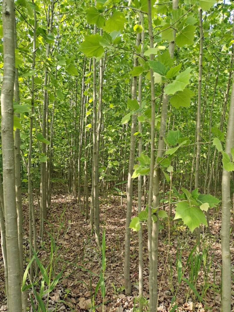 法桐苗法桐树苗梧桐树梧桐树法桐小苗法桐工程