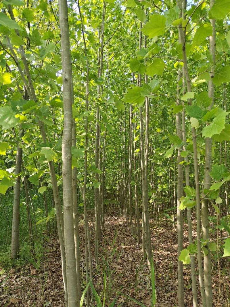 法桐苗法桐树苗梧桐树梧桐树法桐小苗法桐工程