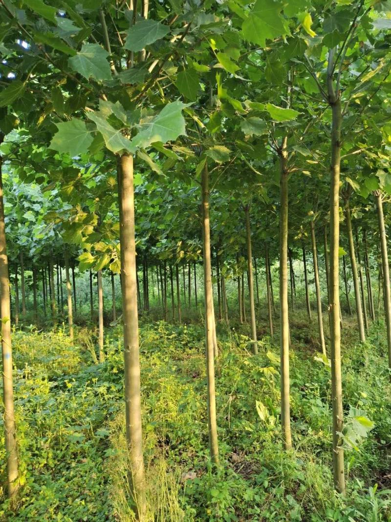 法桐苗法桐树苗梧桐树梧桐树法桐小苗法桐工程