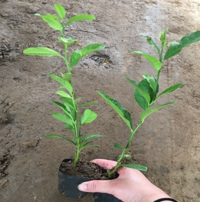 柠檬果树苗香水盆栽带果地栽果树南方北方种植阳台庭院当年结