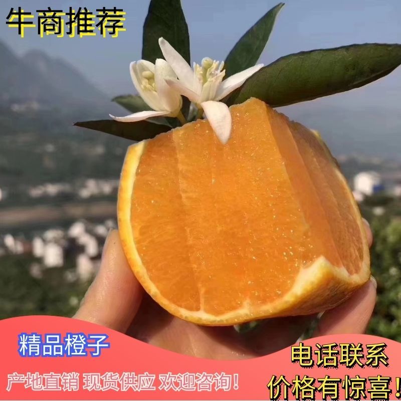 沙糖桔A货小叶蜜橘柑桔柑橘看货论价提供一条龙服务