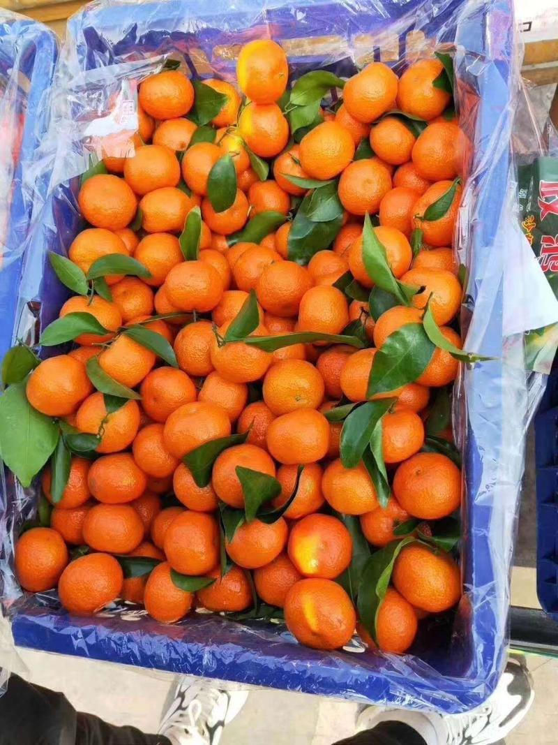 沙糖桔A货小叶蜜橘柑桔柑橘看货论价提供一条龙服务