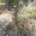 藤本月季，龙沙宝石，龙沙宝石红花，龙沙宝石粉花