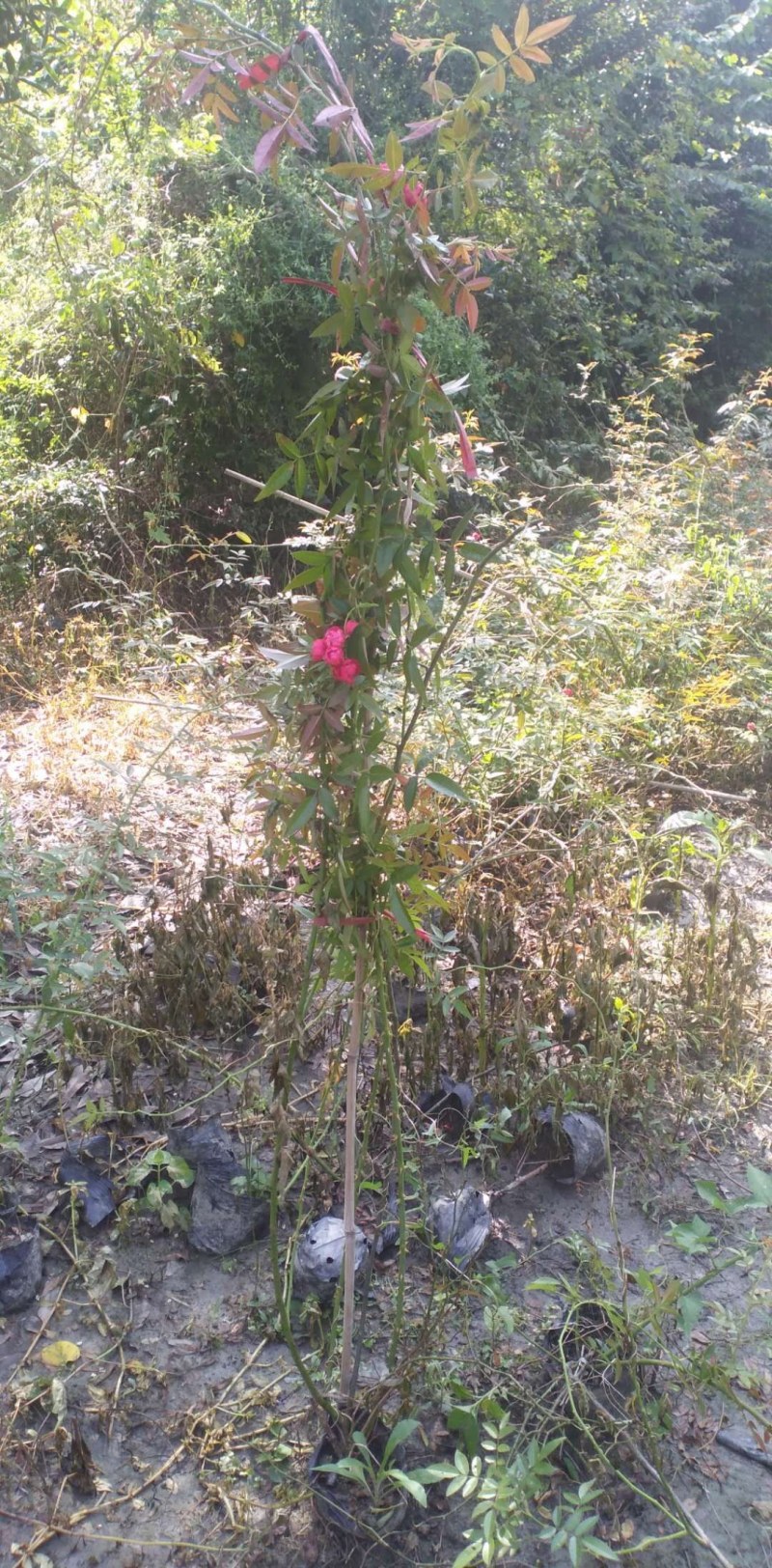 藤本月季，龙沙宝石，龙沙宝石红花，龙沙宝石粉花
