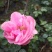 藤本月季，龙沙宝石，龙沙宝石红花，龙沙宝石粉花