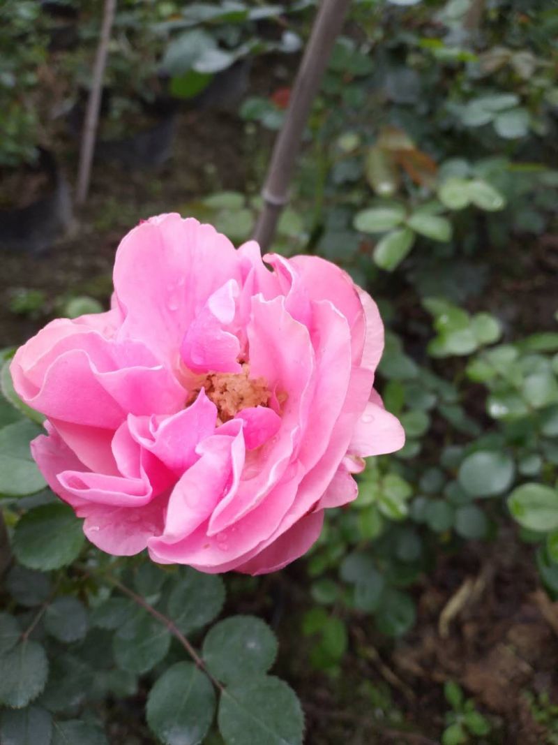 藤本月季，龙沙宝石，龙沙宝石红花，龙沙宝石粉花