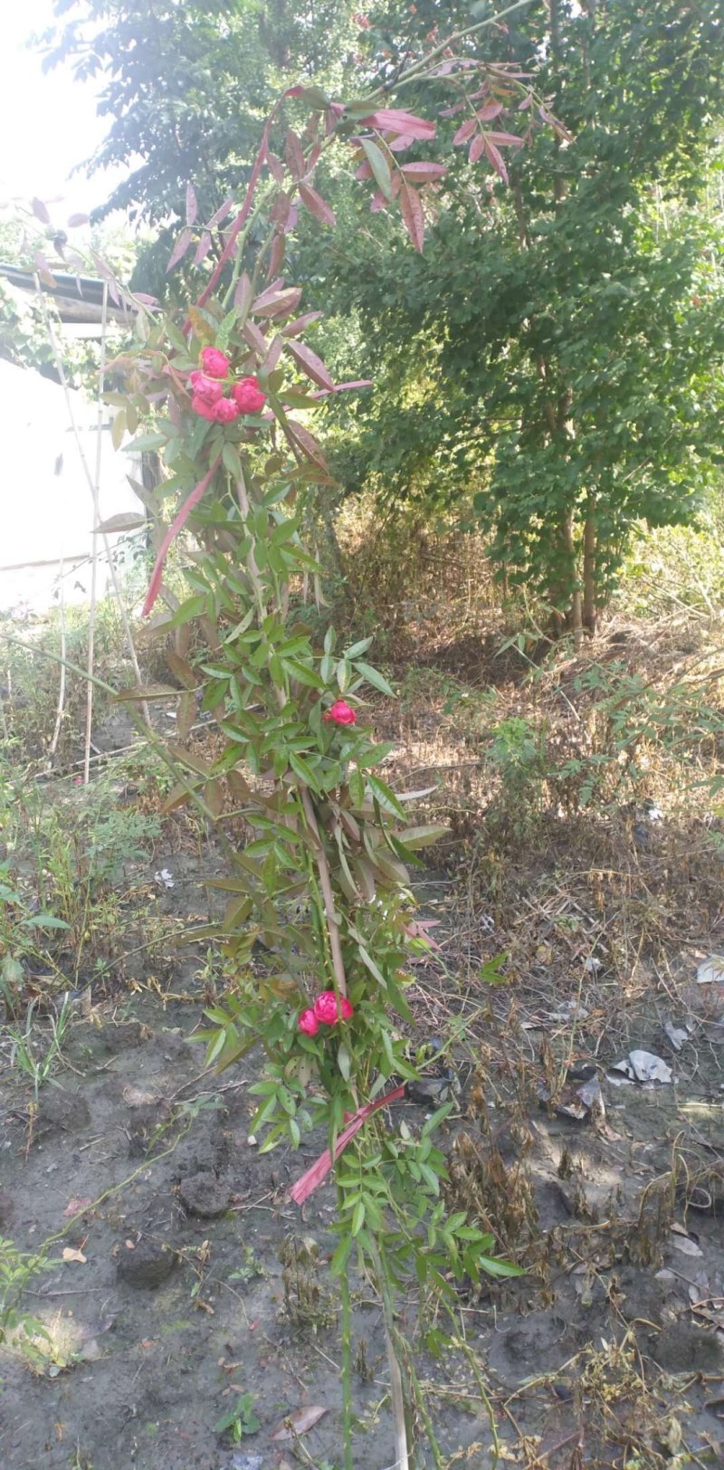 藤本月季，龙沙宝石，龙沙宝石红花，龙沙宝石粉花