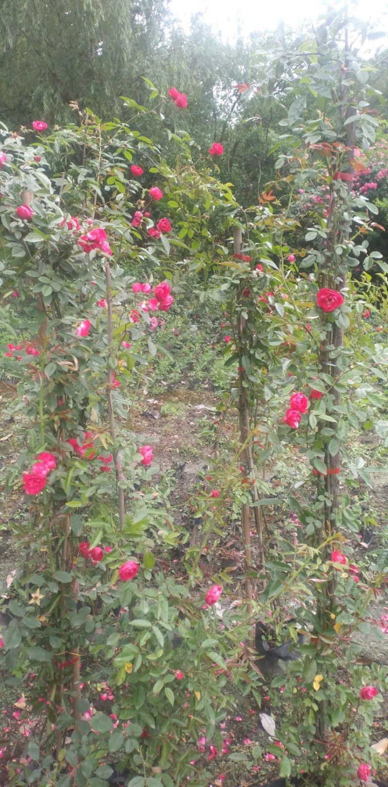 藤本月季，龙沙宝石，龙沙宝石红花，龙沙宝石粉花