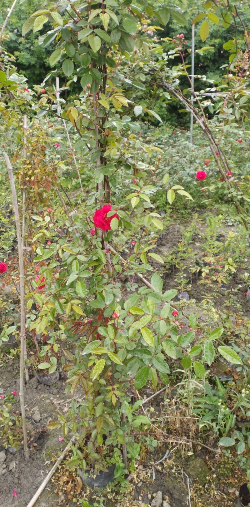 藤本月季，龙沙宝石，龙沙宝石红花，龙沙宝石粉花