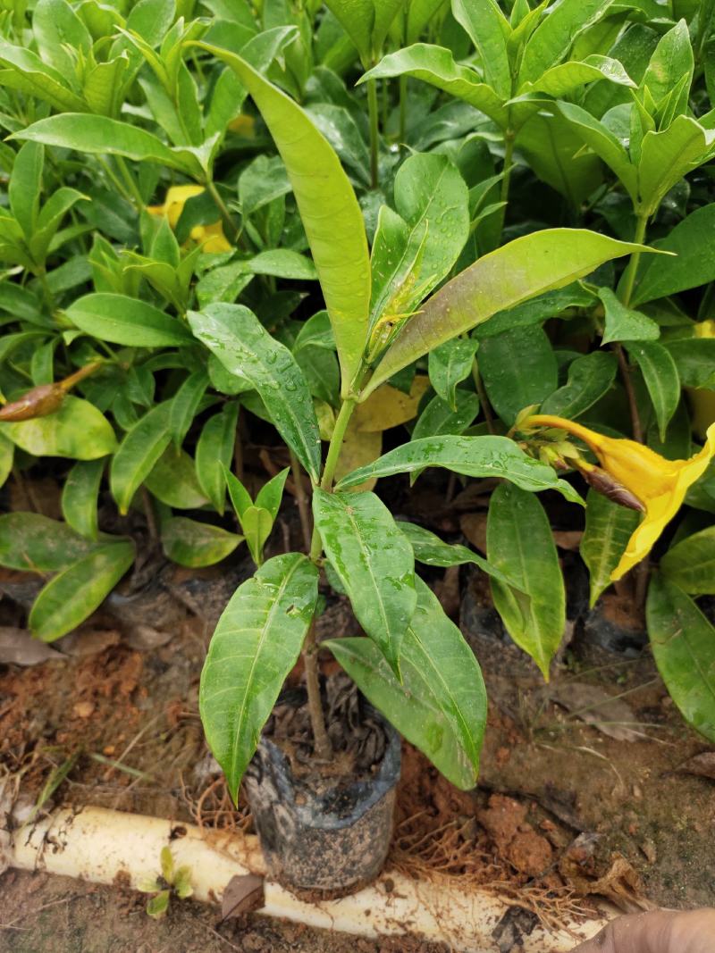软枝黄蝉，20一25高量大从优，花圃直销，欢迎老板咨询。