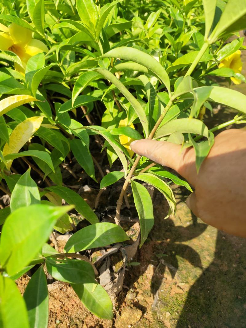 软枝黄蝉，20一25高量大从优，花圃直销，欢迎老板咨询。