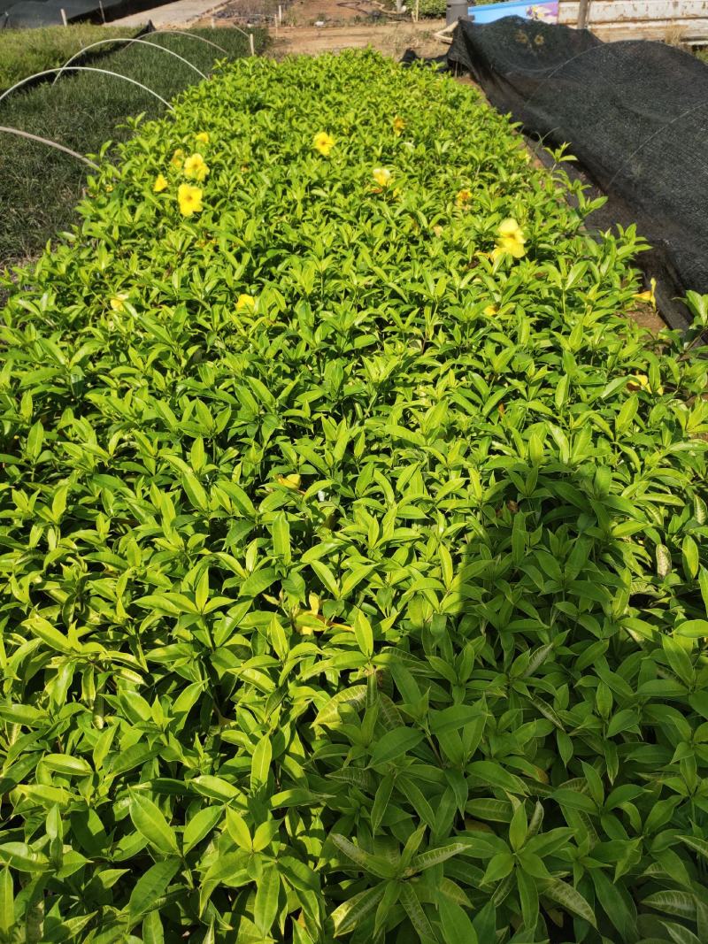 软枝黄蝉，20一25高量大从优，花圃直销，欢迎老板咨询。