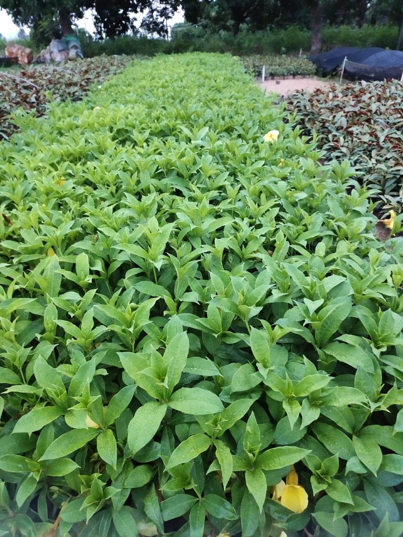 软枝黄蝉，20一25高量大从优，花圃直销，欢迎老板咨询。