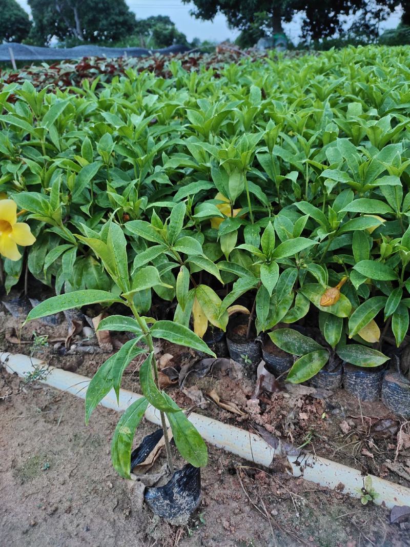 软枝黄蝉，20一25高量大从优，花圃直销，欢迎老板咨询。