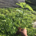 黄花梨苗降香黄檀苗名贵树种带土带叶广西发货