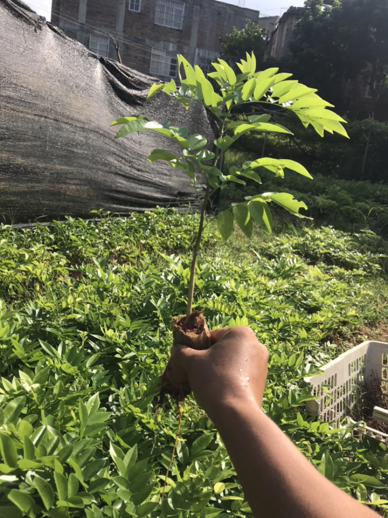 黄花梨苗降香黄檀苗名贵树种带土带叶广西发货