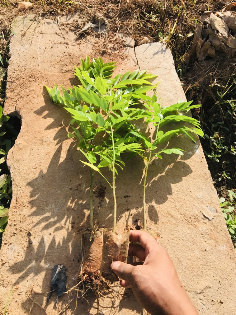 黄花梨苗降香黄檀苗名贵树种带土带叶广西发货