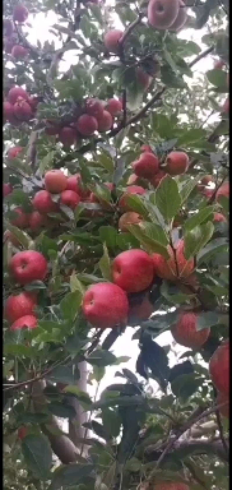 大凉山盐源冰糖心丑苹果口感美味现摘现装欢迎咨询