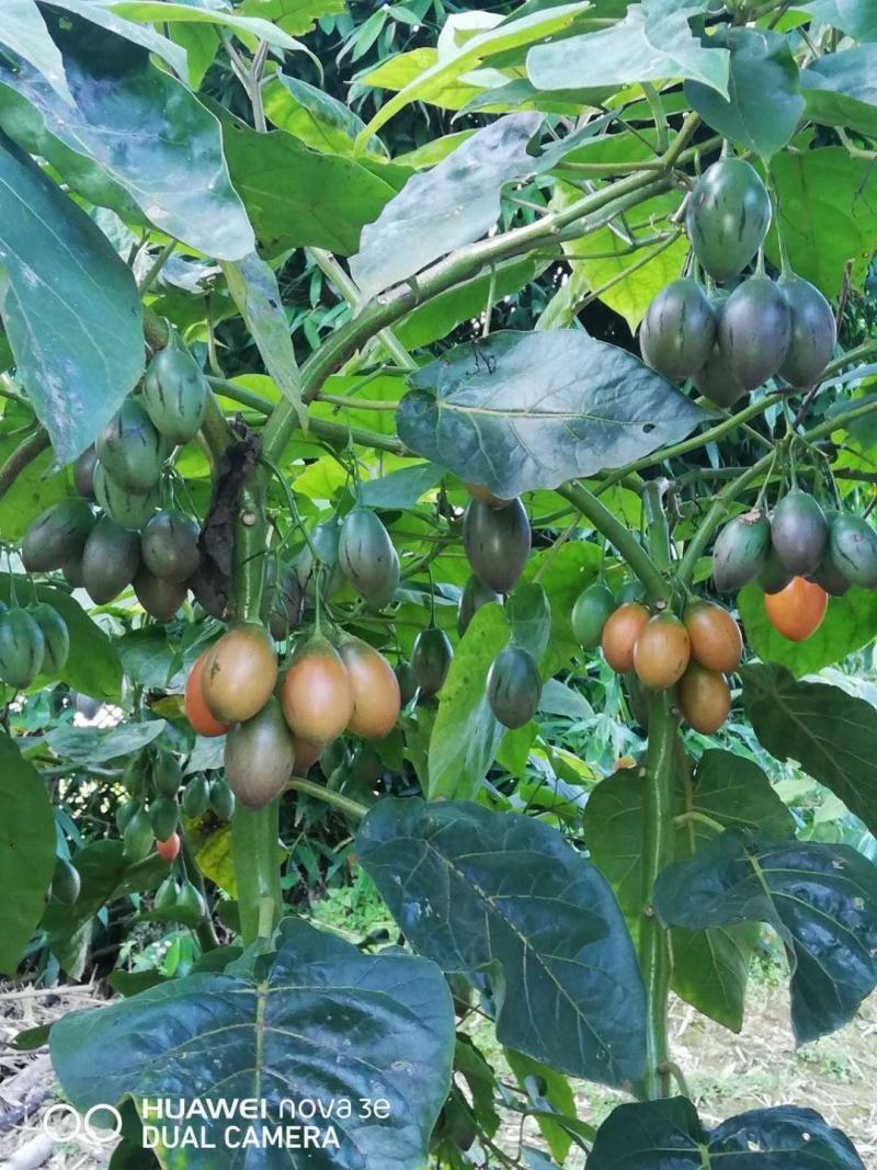树番茄，佤乡沧源基地直供。全年有货，酸甜可口。