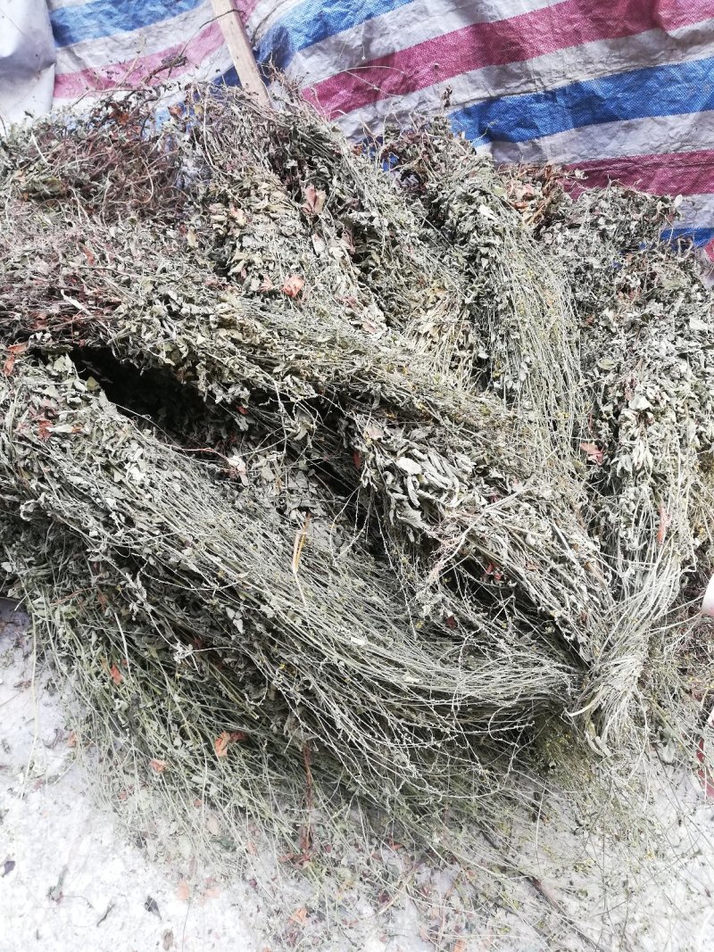 仙鹤草