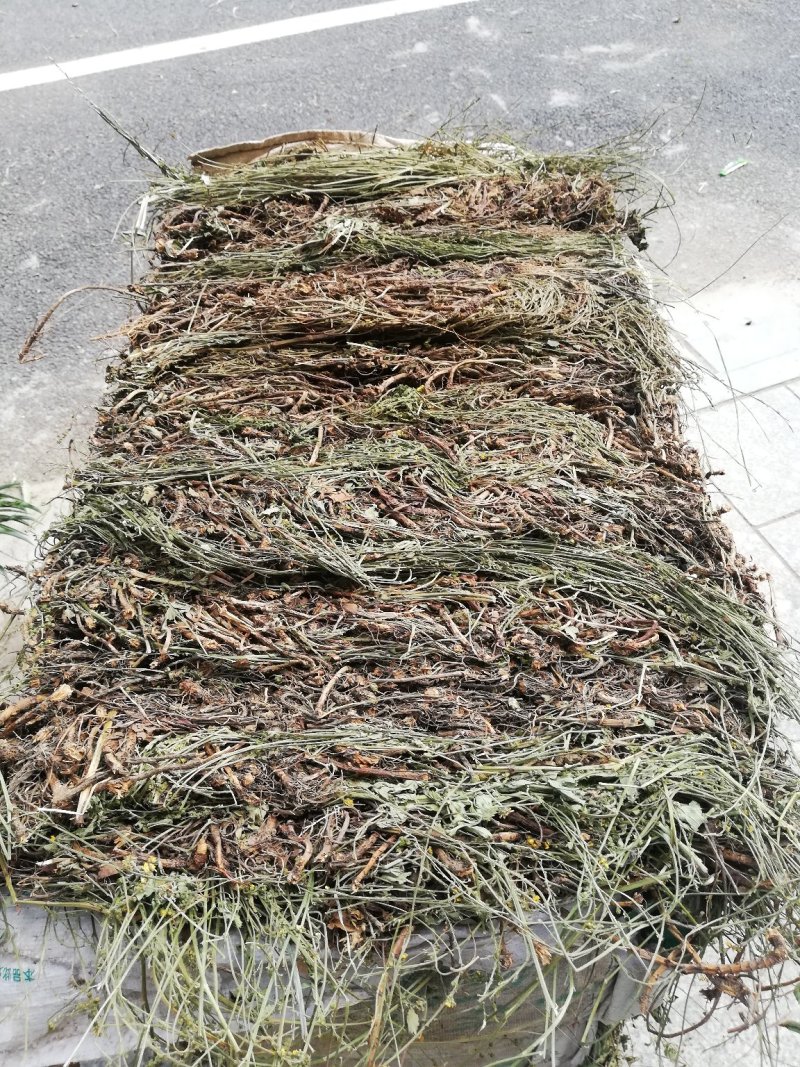 仙鹤草