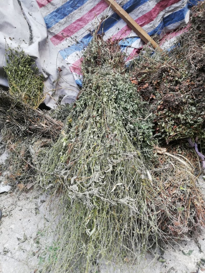 仙鹤草