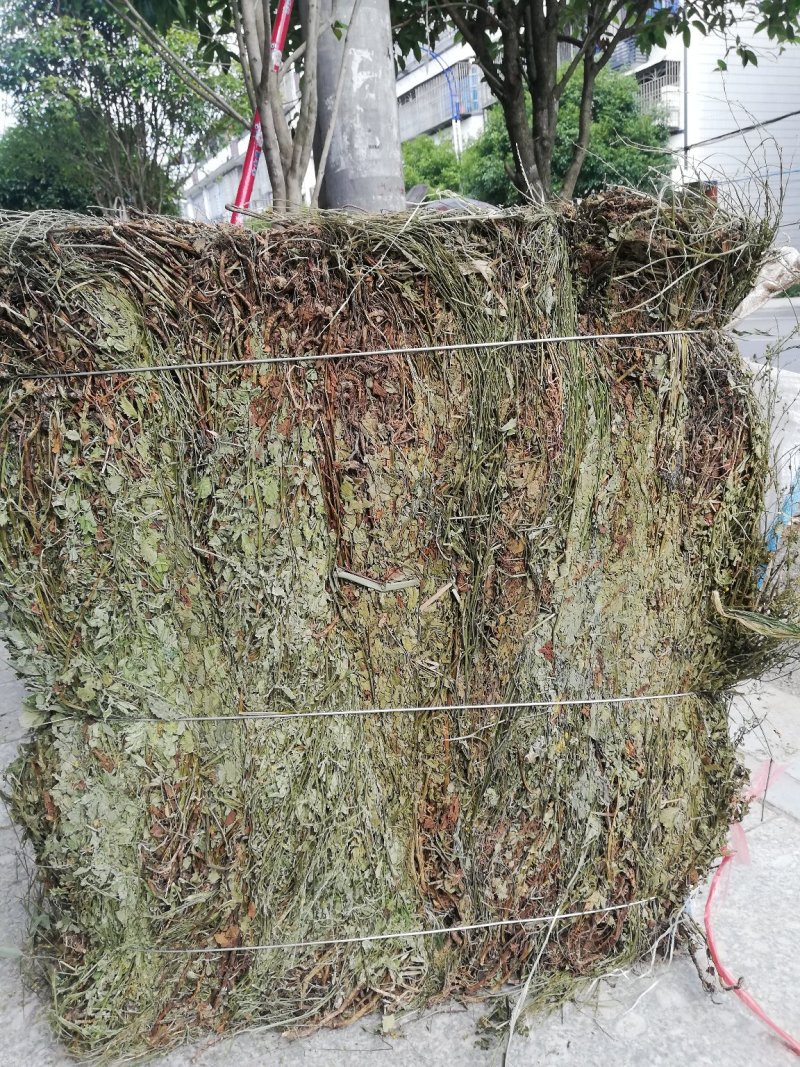 仙鹤草