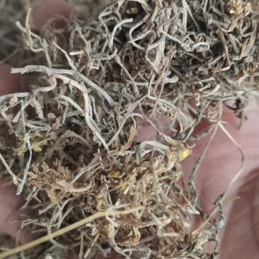 垂盆草干货各种中药材一公斤起批