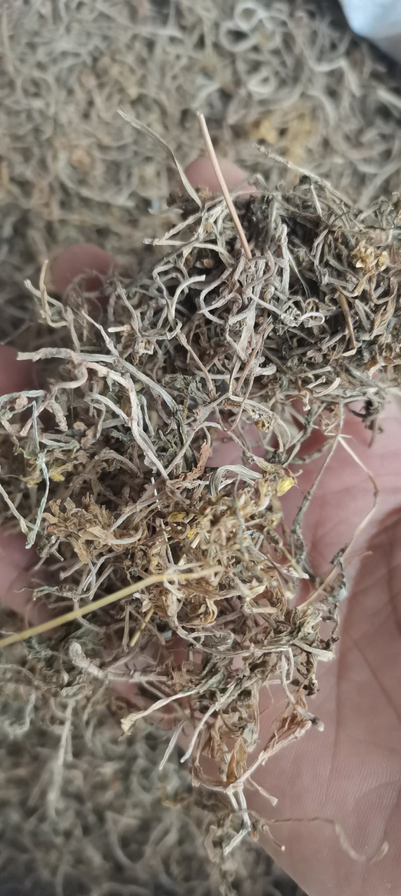 垂盆草干货各种中药材一公斤起批