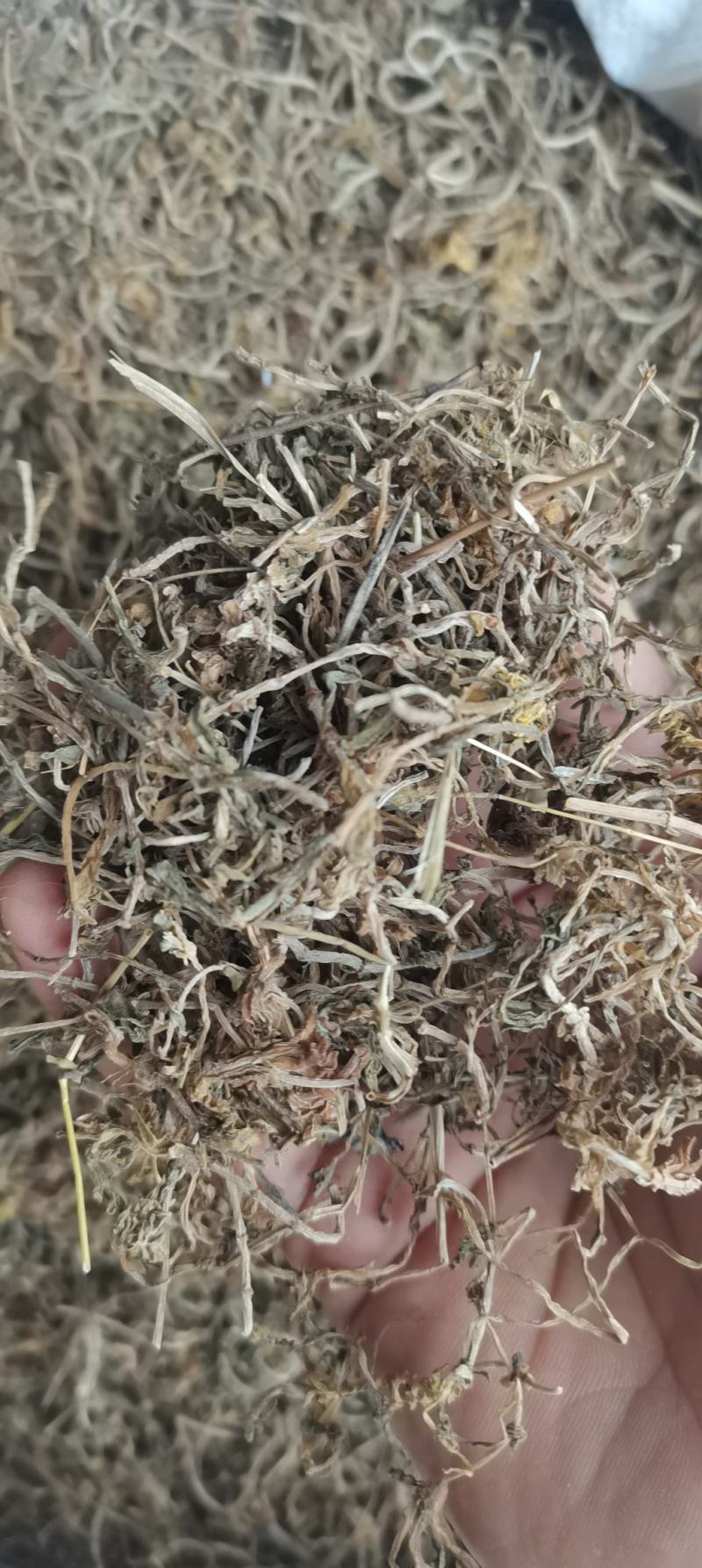 垂盆草干货各种中药材一公斤起批