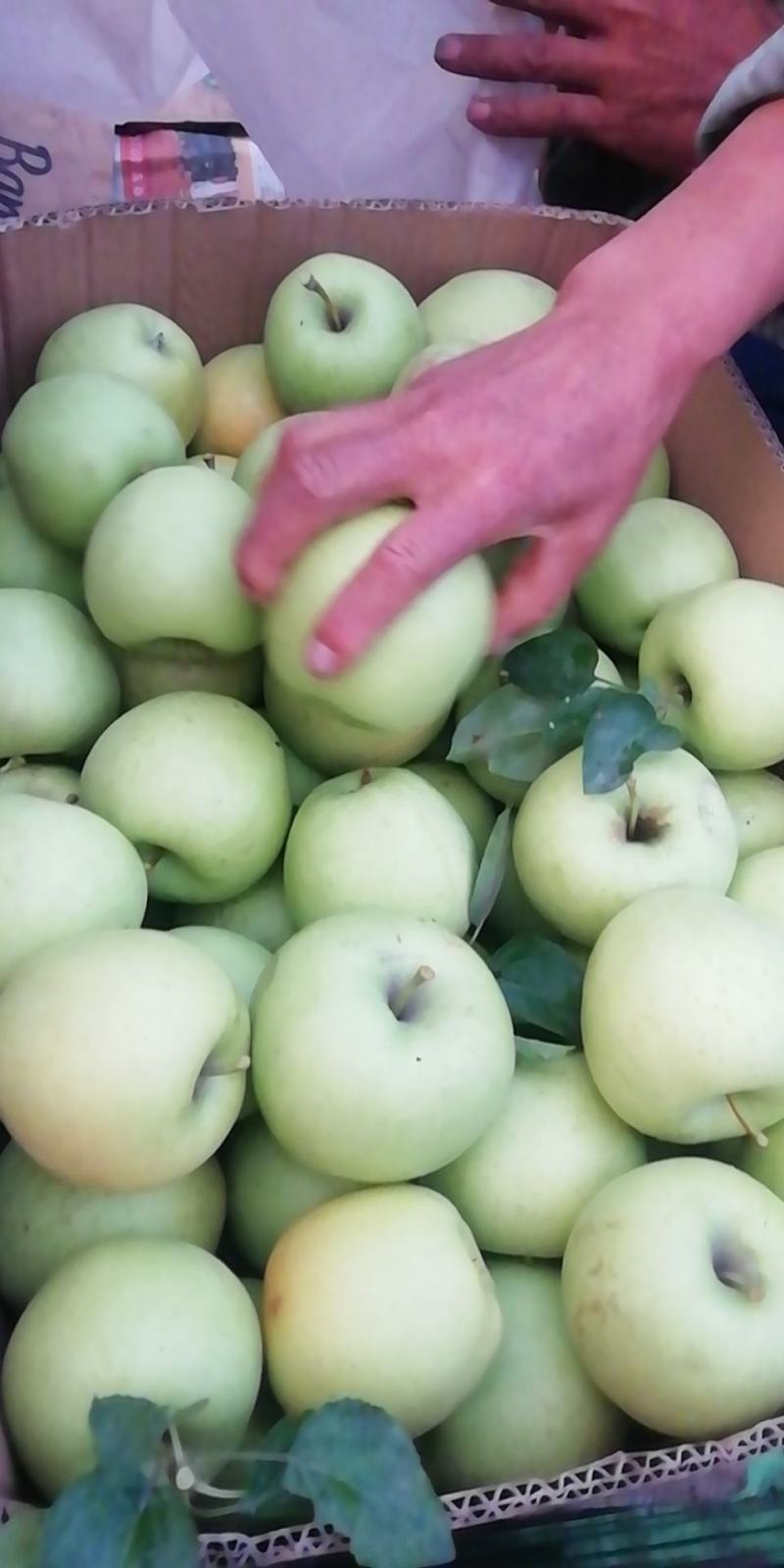 大量供应金冠（黄元帅），酸甜可口，欢迎大家选购