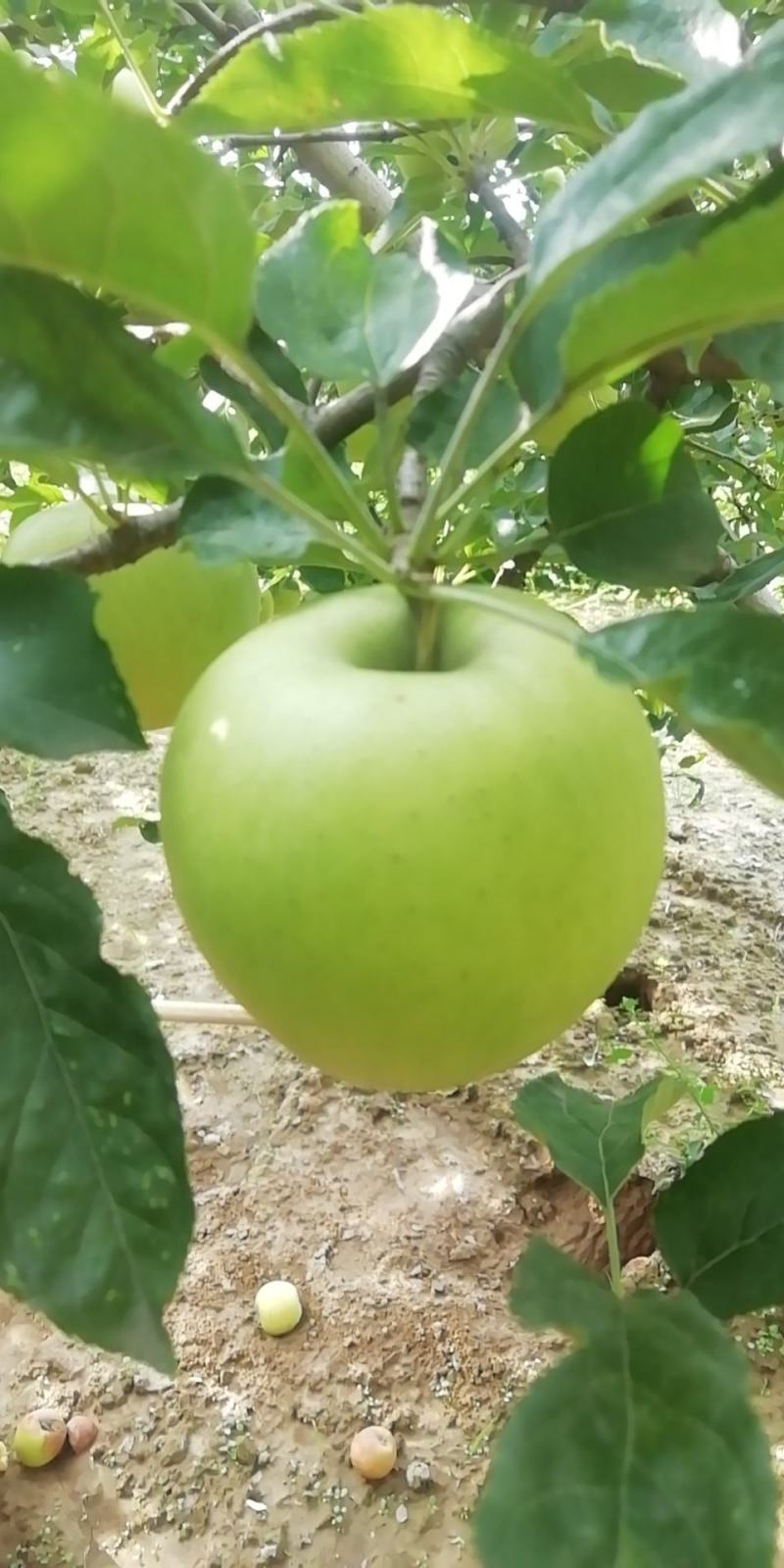 大量供应金冠（黄元帅），酸甜可口，欢迎大家选购