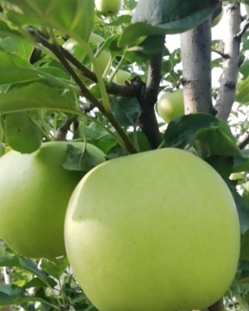 大量供应金冠（黄元帅），酸甜可口，欢迎大家选购