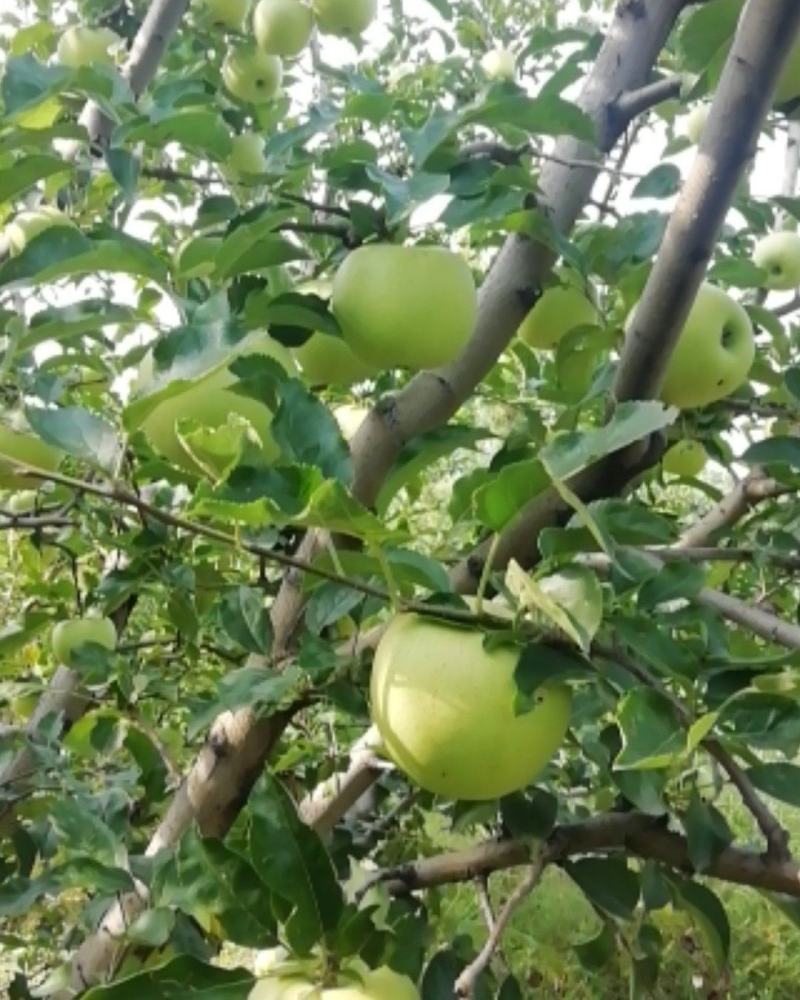 大量供应金冠（黄元帅），酸甜可口，欢迎大家选购