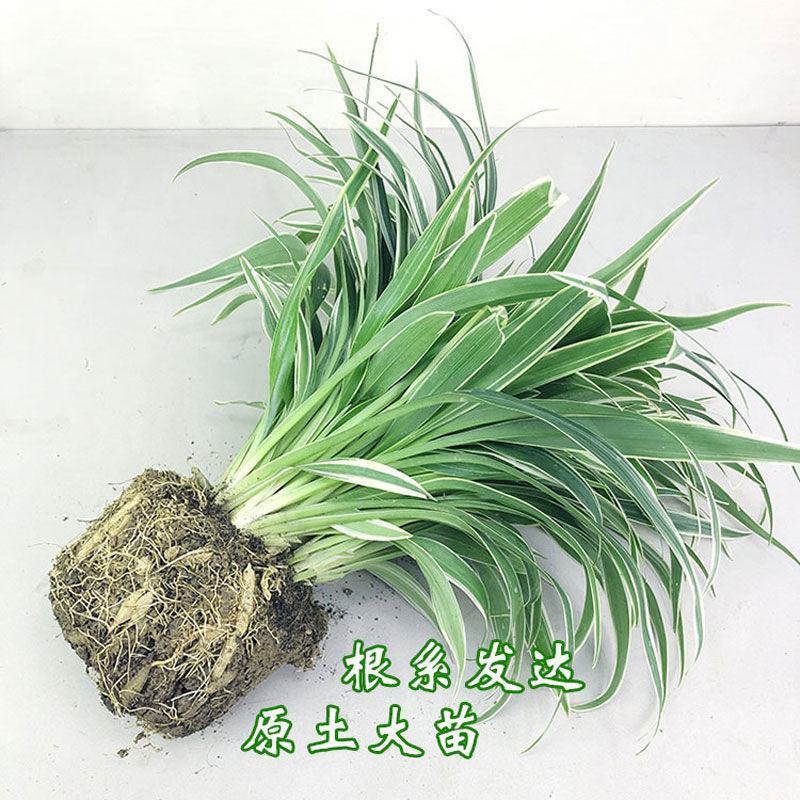 金边吊兰室内去甲醛悬挂植物净化空气四季常青
