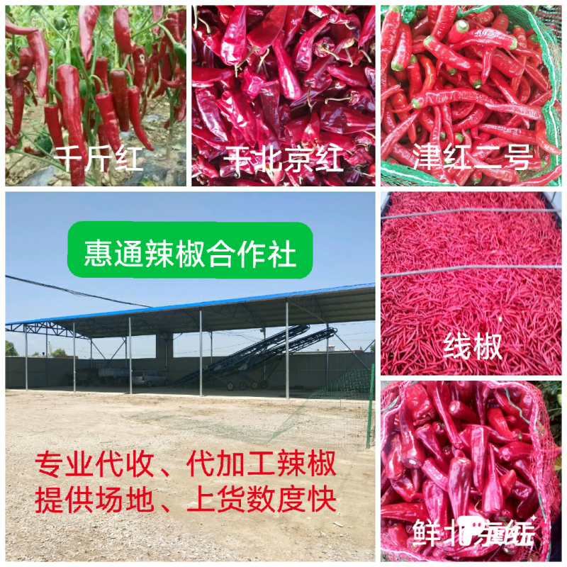 忻州线椒销往全国剁椒加工企业，欢迎全国客商前来采购