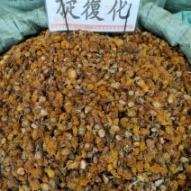 中药材旋复花旋覆花金钱菊花伏花旋覆花粉野生新