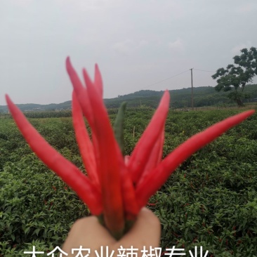 大果型朝天椒种苗供应